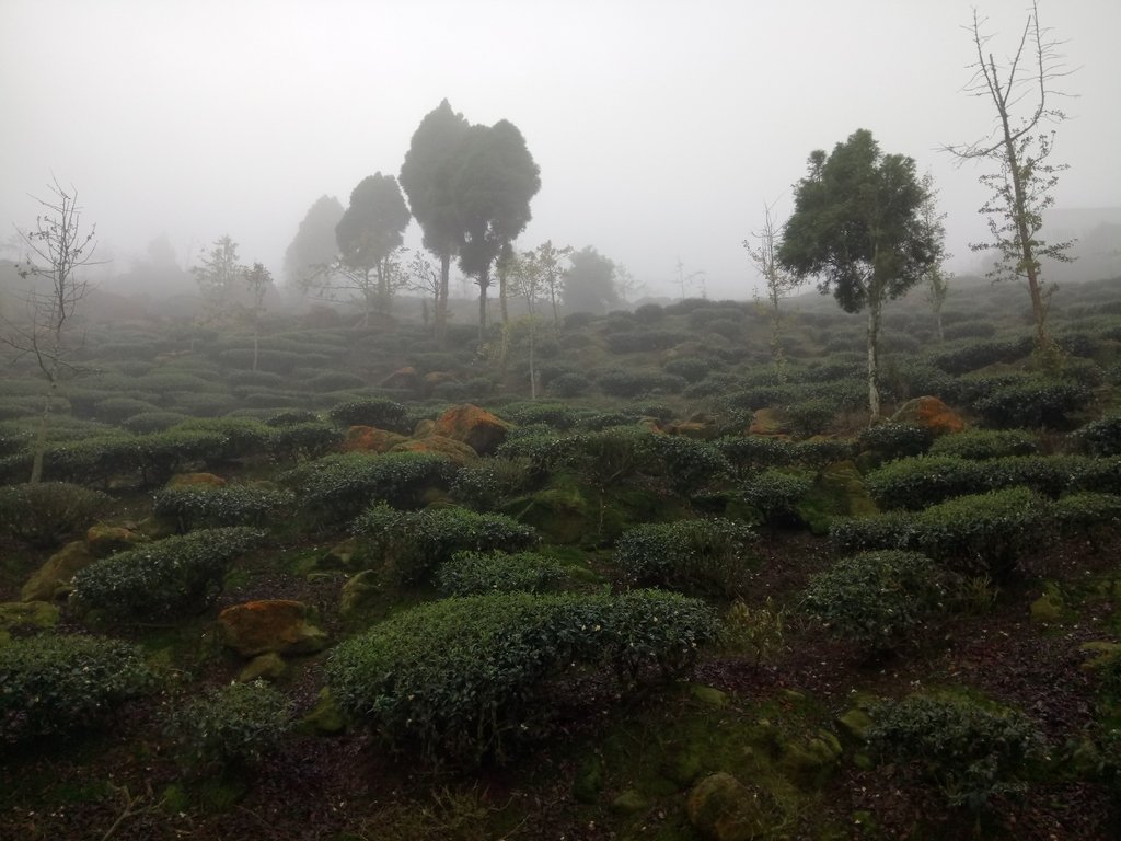 DSC_0509.JPG - 鹿谷  大崙山  霧中茶園之美(03)