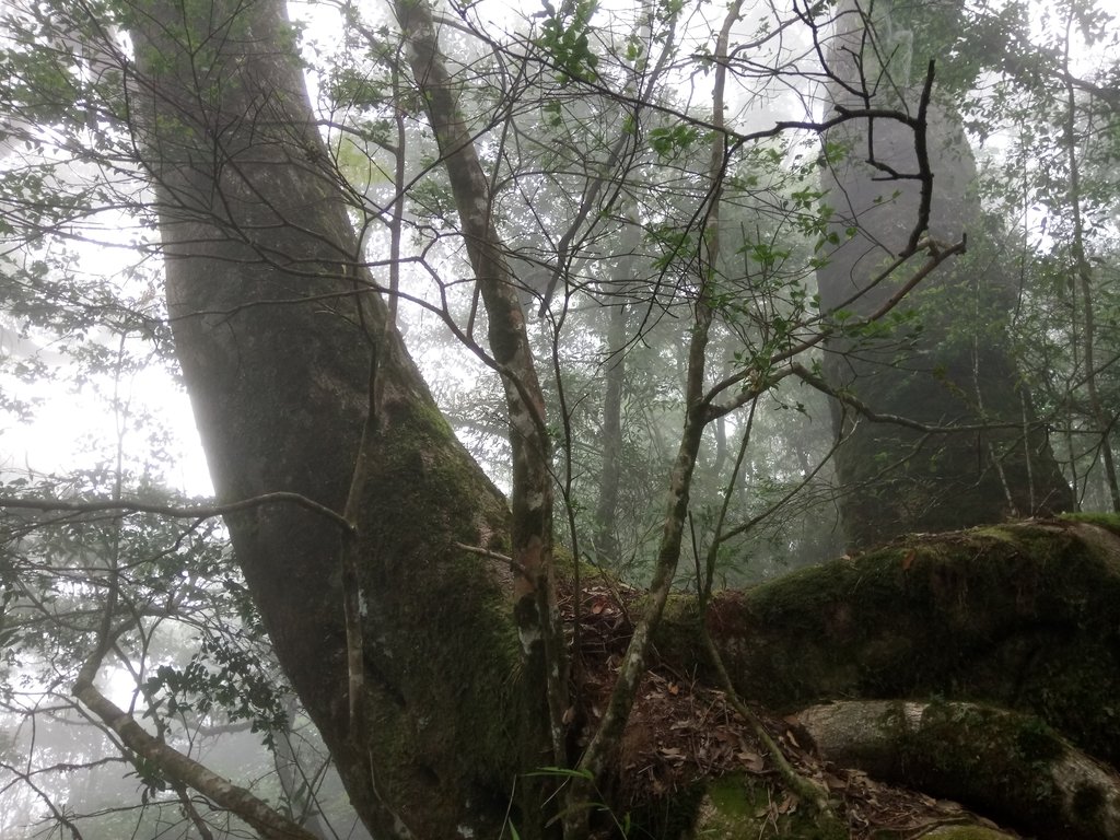 DSC_2670.JPG - 台中  和平  稍來山南峰