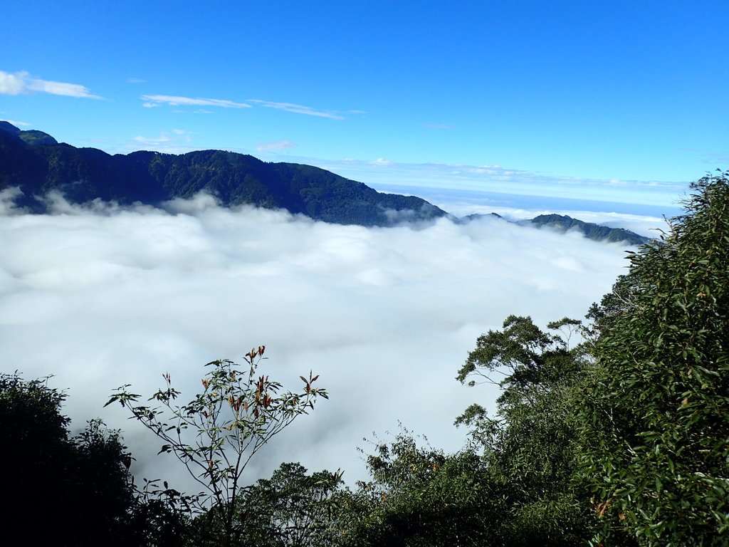 PC055894.JPG - 鹿谷  溪頭  南鳳凰山