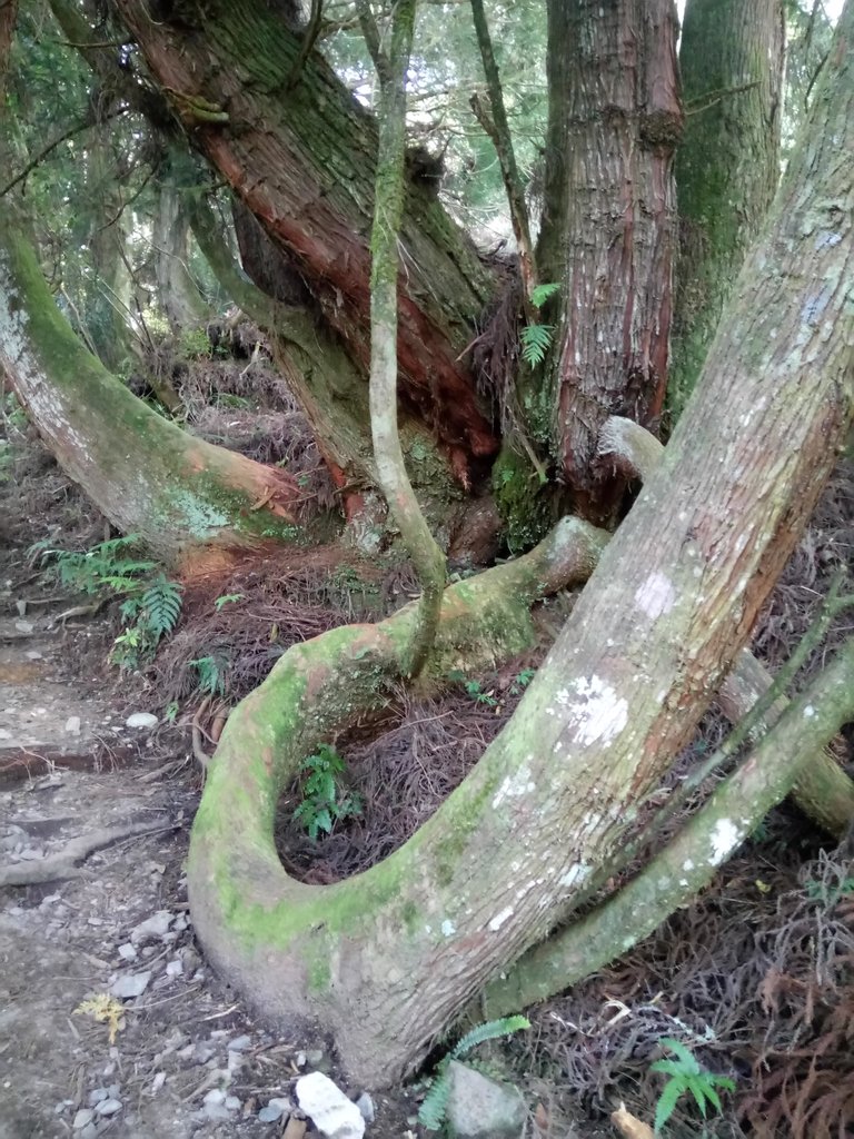 DSC_9915.JPG - 谷關七雄之  馬崙山  (下)