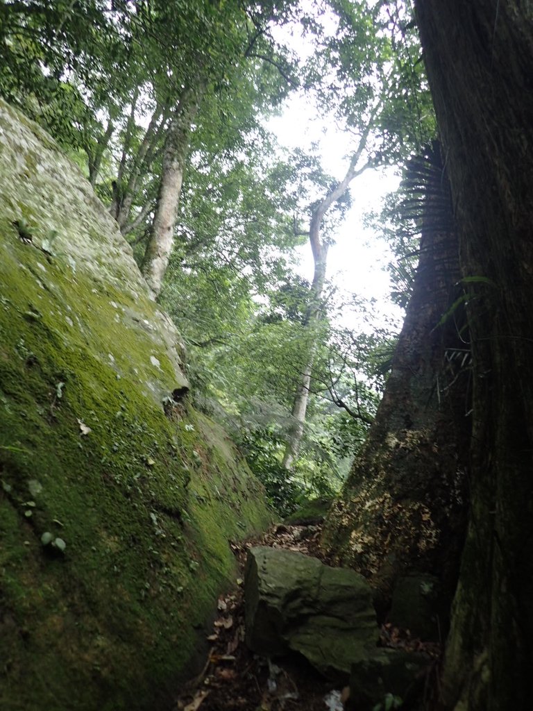 P9108382.JPG - 新竹  五指山登山步道