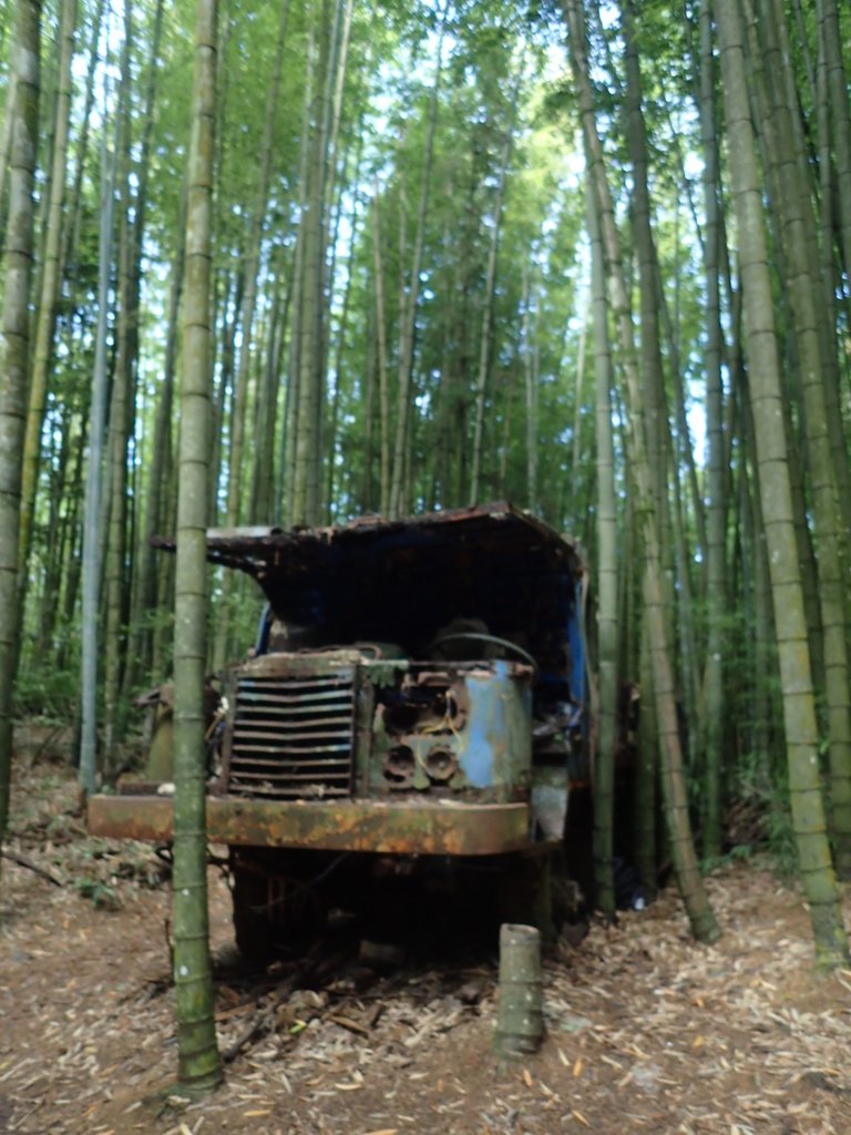 P7235851.JPG - 台中和平  長壽山登山步道  (中)