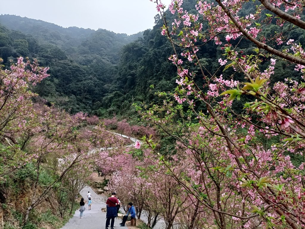 IMG20210226142753.jpg - 三峽  熊空  大熊櫻花林