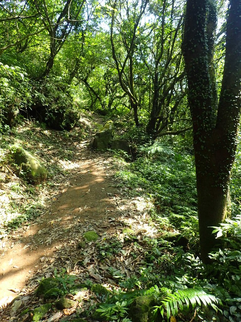 P7296078.JPG - 金山  竹子山古道  阿里磅瀑布