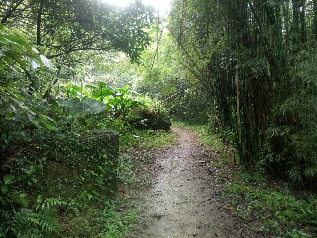 DSC_8464.JPG - 深坑  炮子崙登山步道