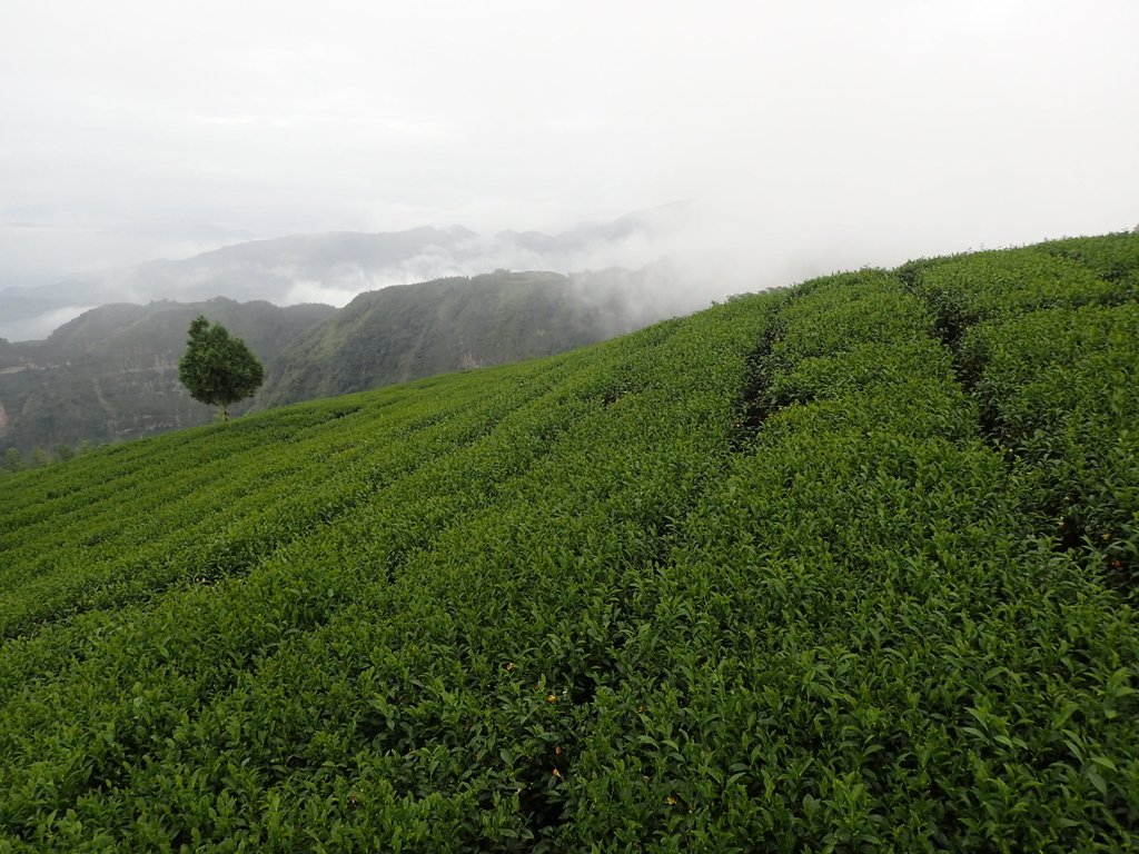 PA231846.JPG - 古坑  雲嶺之丘