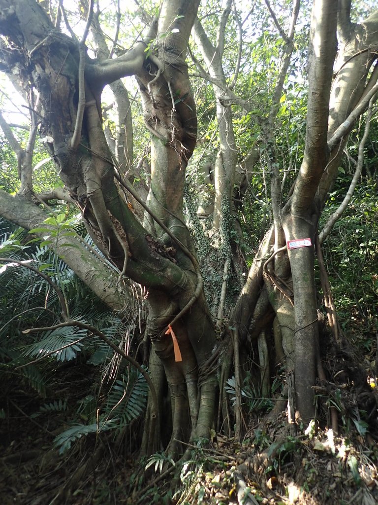 PB179515.JPG - 基隆  球子山(火號山)步道