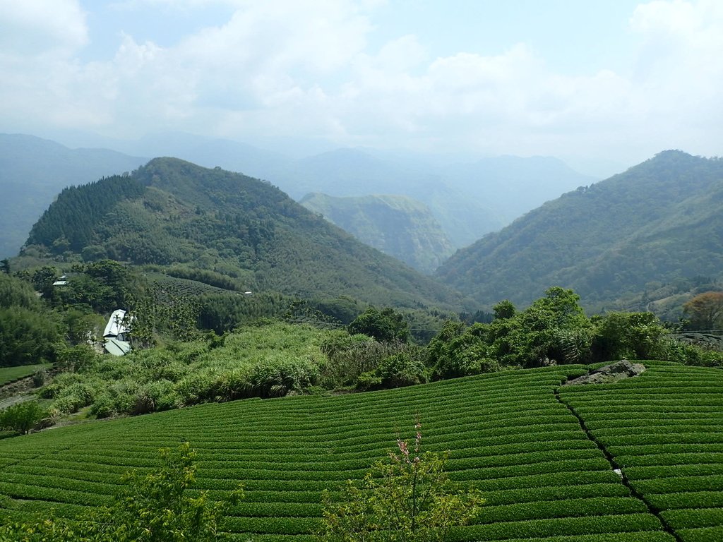 P3257870.JPG - 阿里山  隙頂  飲山郁茶館