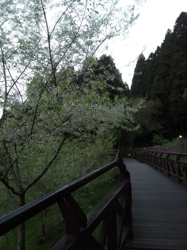 DSC_1610.JPG - 阿里山  沼平公園  賞櫻