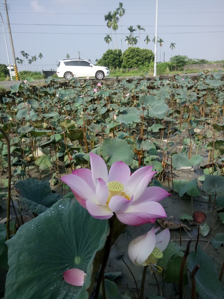 DSC_7431.JPG - 中埔  義仁村  蓮花池畔