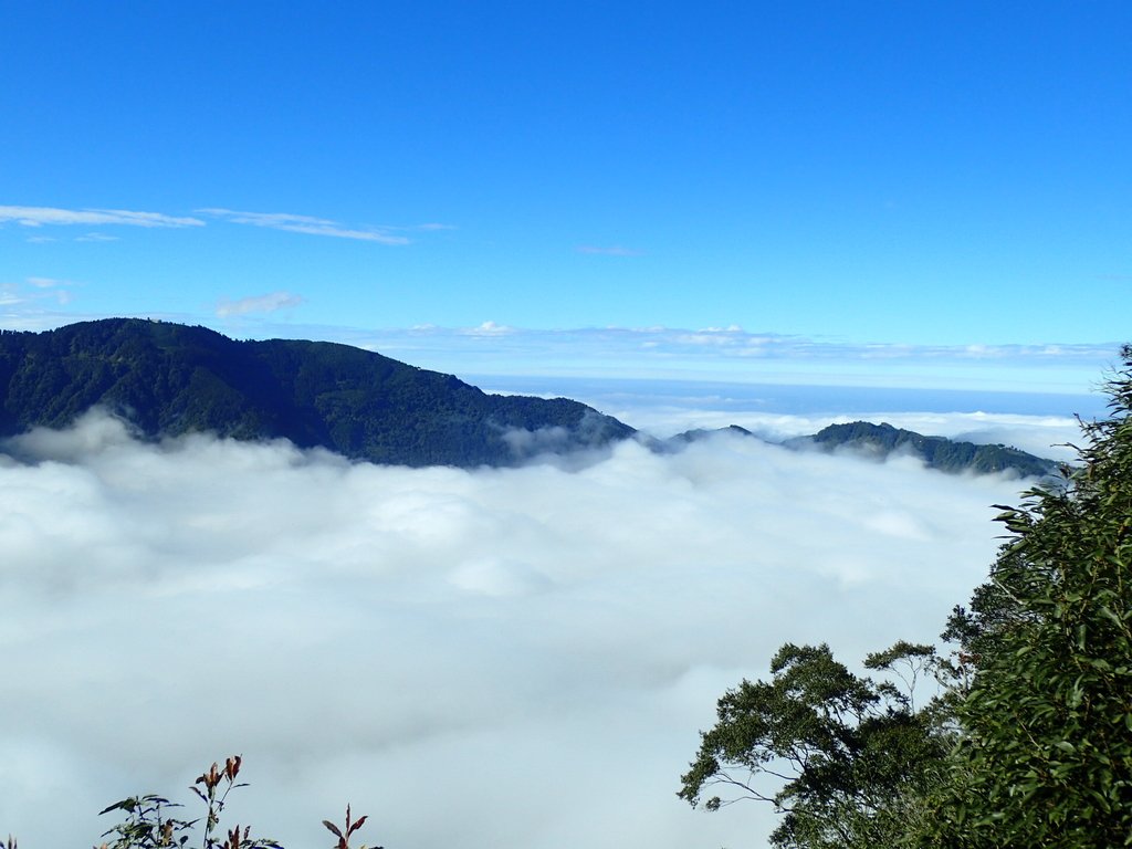 PC055896.JPG - 鹿谷  溪頭  南鳳凰山