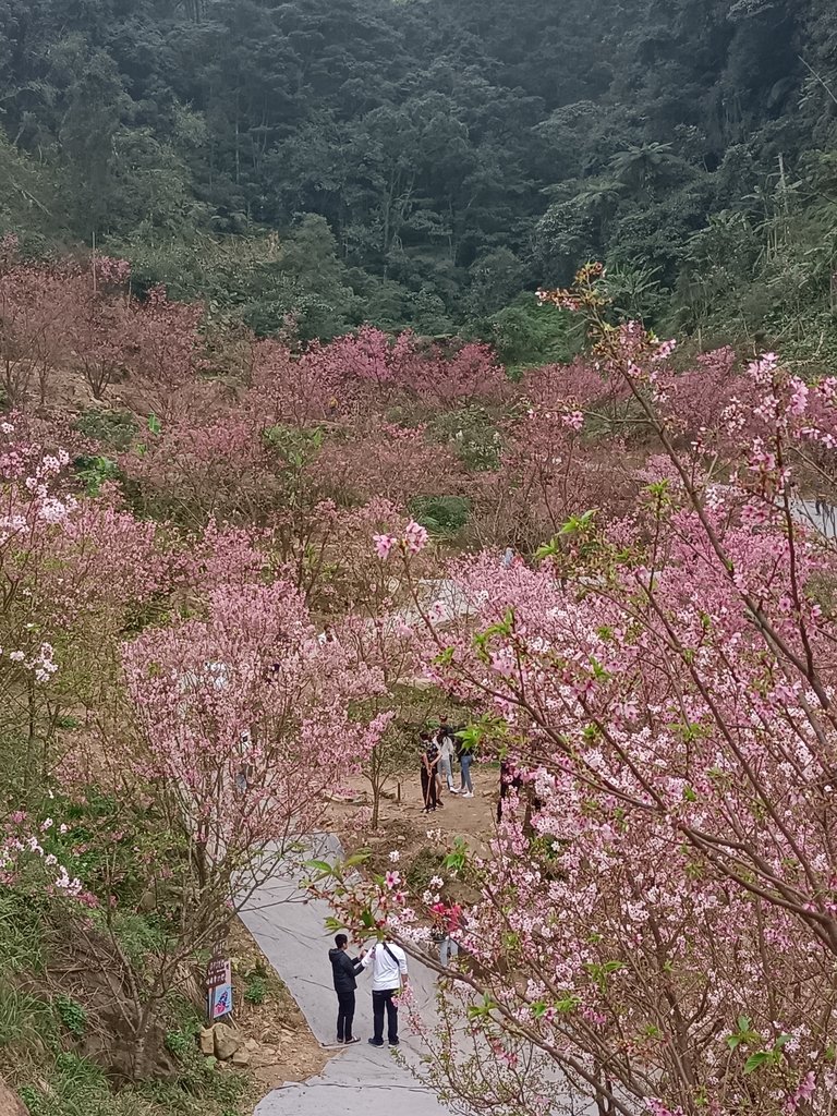 IMG20210226142841.jpg - 三峽  熊空  大熊櫻花林