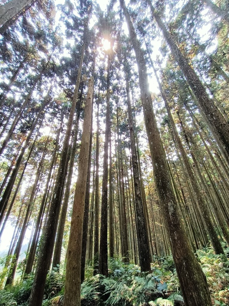 IMG20210403113605_01.jpg - 五峰  鵝公髻山登山步道  (02)