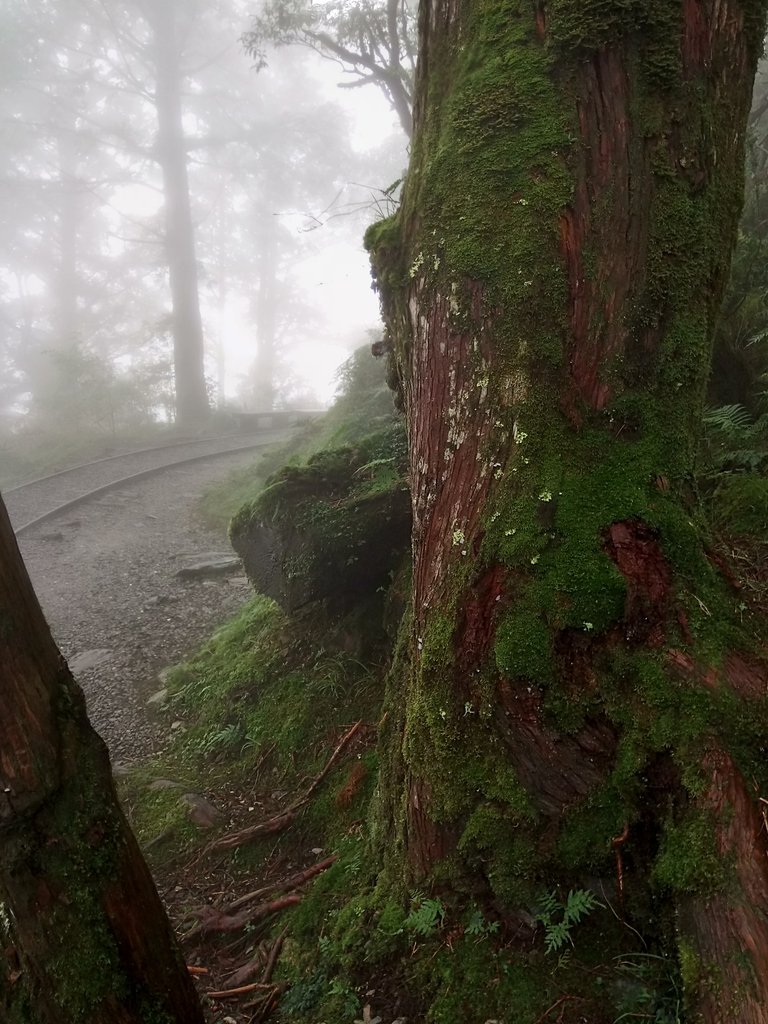 DSC_5625.JPG - 太平山 見晴懷古步道