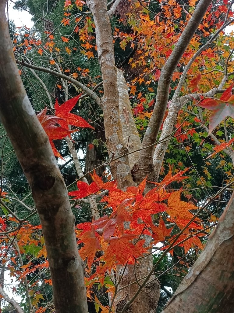 IMG20201215141837.jpg - 東眼山  東滿步道