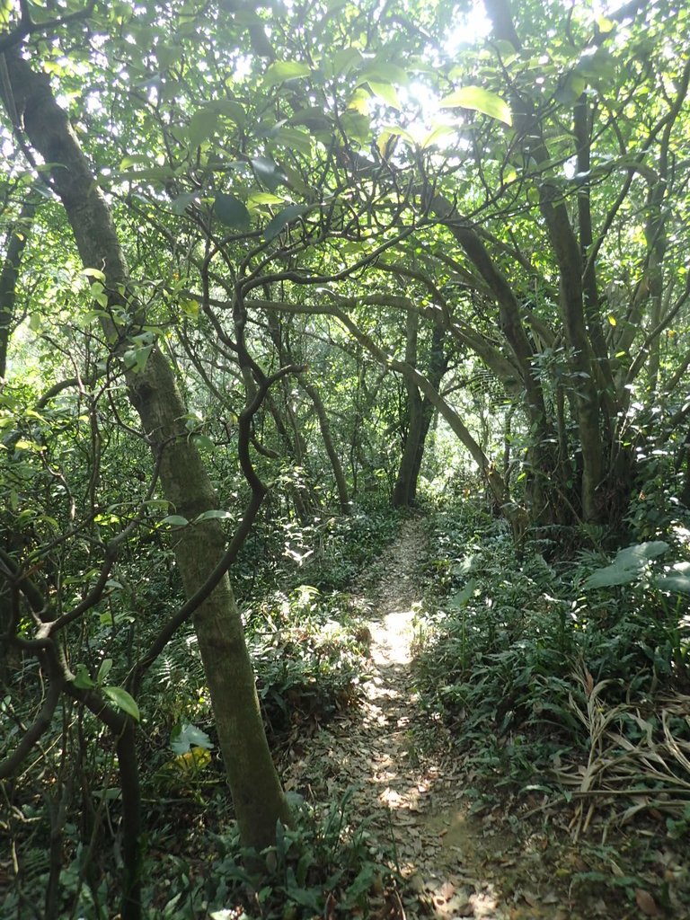 PB179518.JPG - 基隆  球子山(火號山)步道