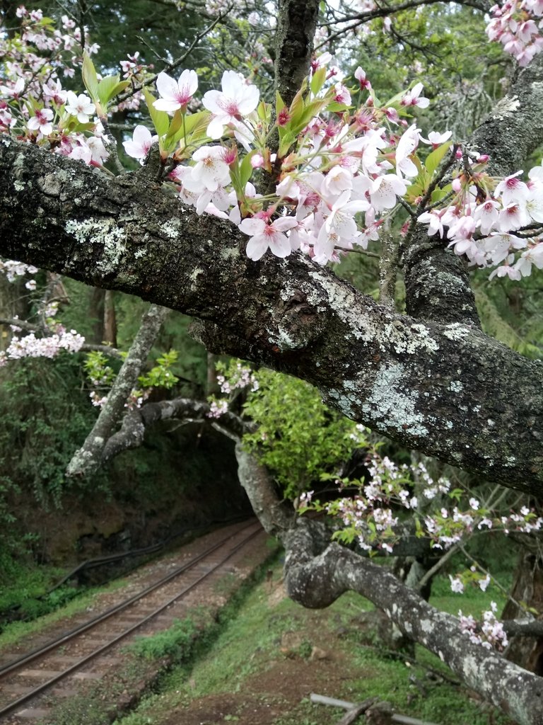 DSC_1639.JPG - 阿里山  沼平公園  賞櫻