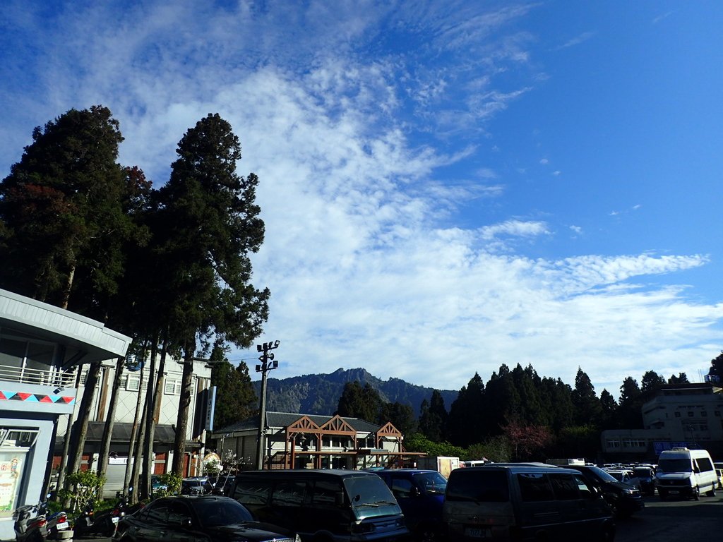 P3268053.JPG - 阿里山  沼平公園  賞櫻