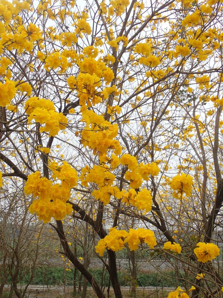 P3066558.JPG - 竹塘  田頭堤防  黃花風鈴木