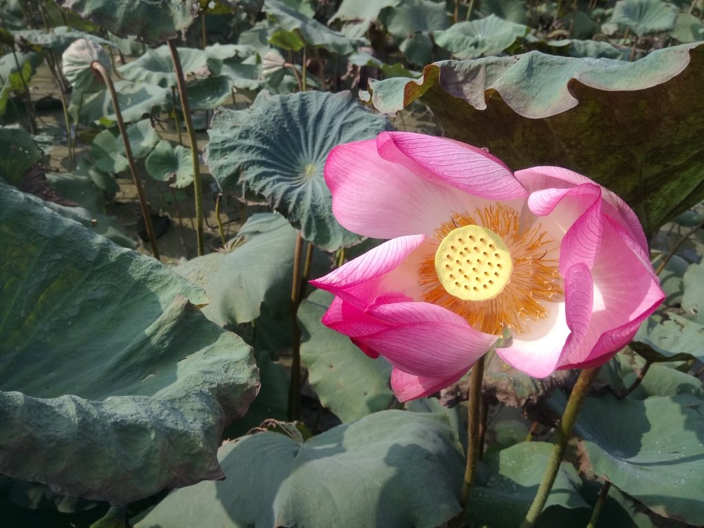 DSC_7434.JPG - 中埔  義仁村  蓮花池畔