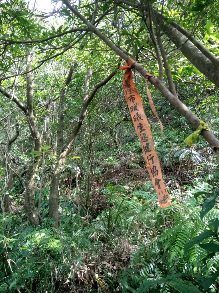 DSC_5281.JPG - 瑞芳  白象山(弘明山) 未竟