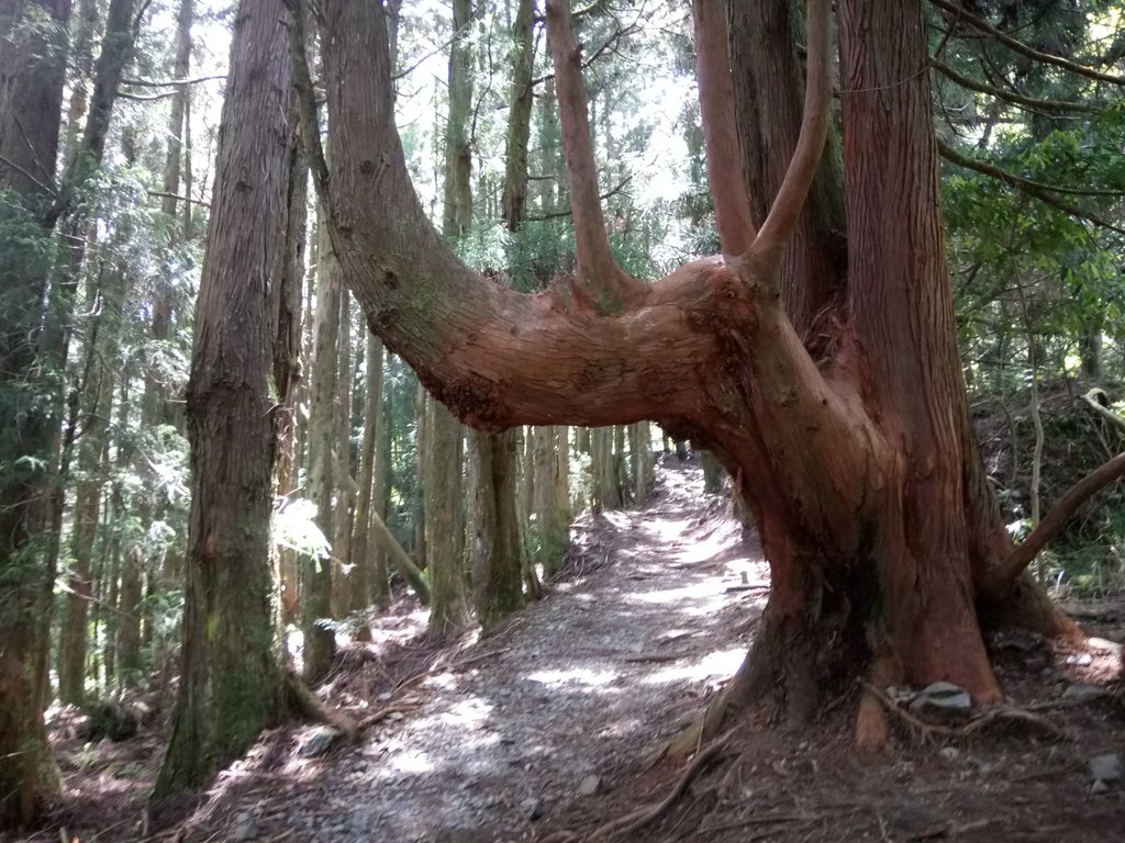 DSC_9924.JPG - 谷關七雄之  馬崙山  (下)