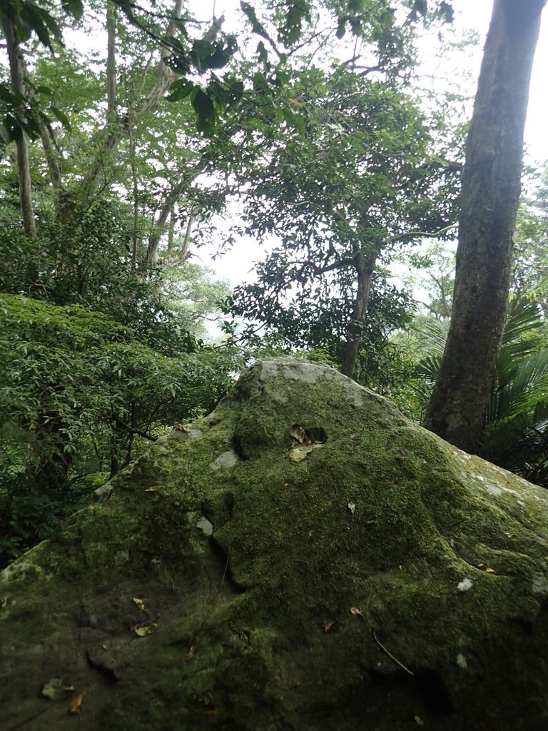 P9108386.JPG - 新竹  五指山登山步道