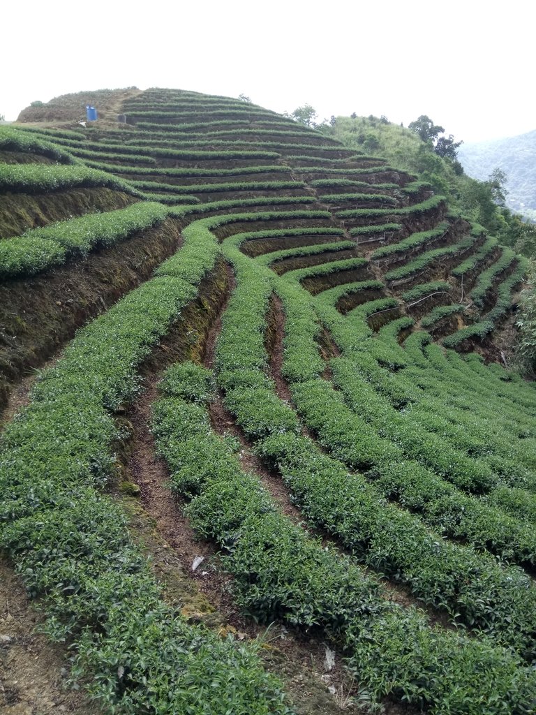 DSC_4718.JPG - 坪林  厚德岡坑  茶園之美