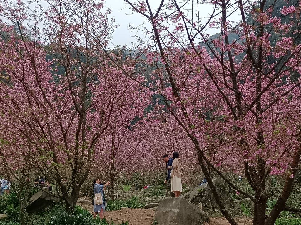 IMG20210226143449.jpg - 三峽  熊空  大熊櫻花林