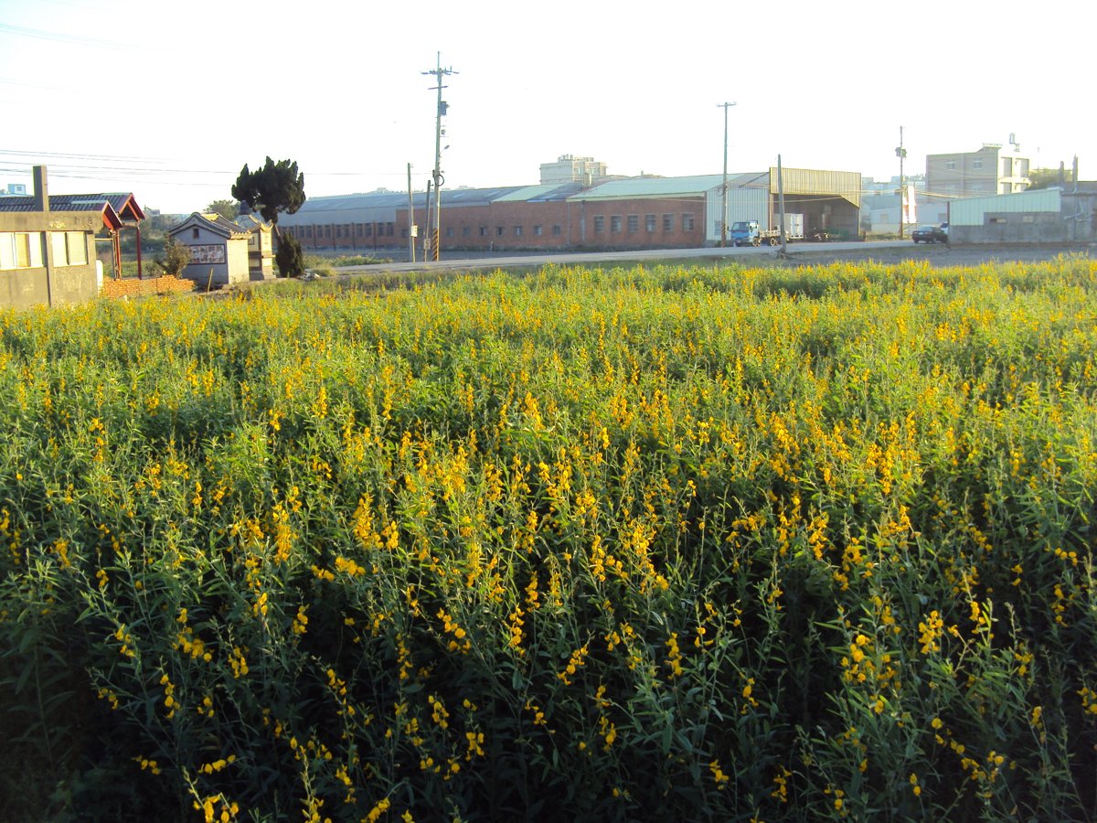 DSC03606.JPG - 清水  橋頭  蔡家古厝