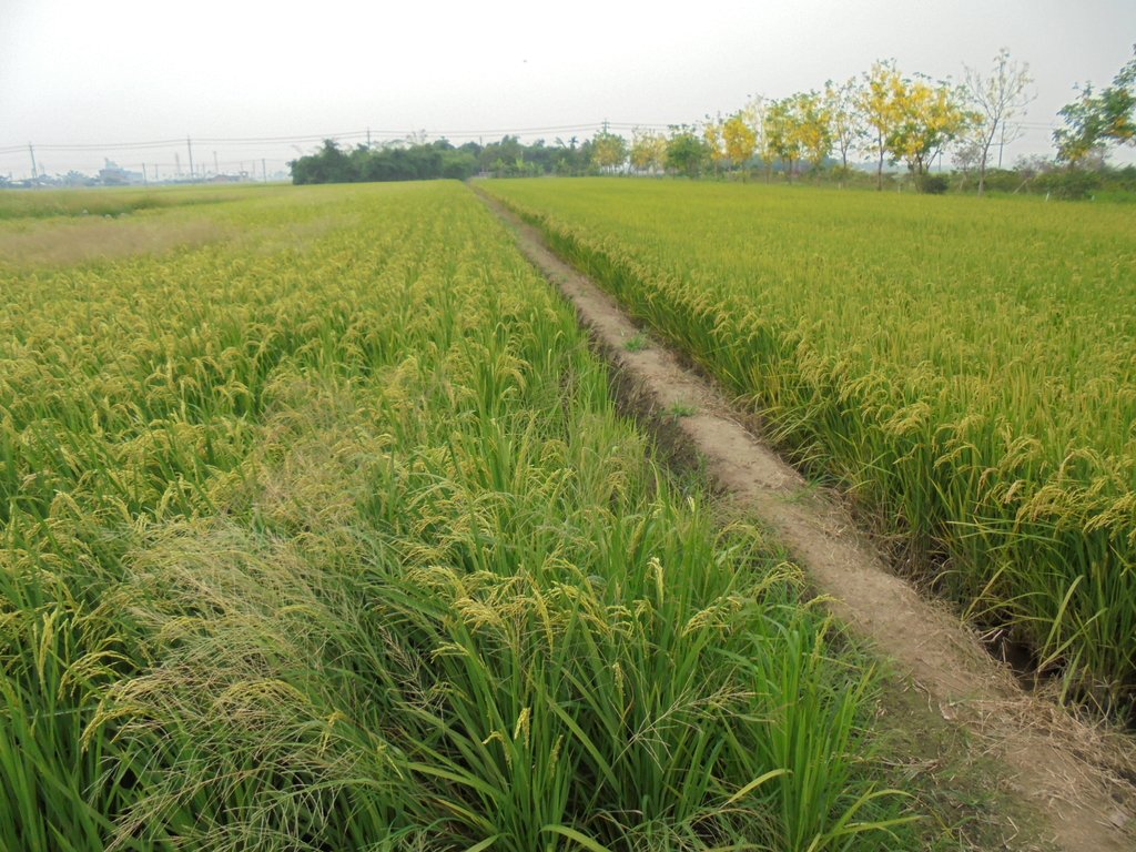 DSC03270.JPG - 大林  溝背  江敬植墓