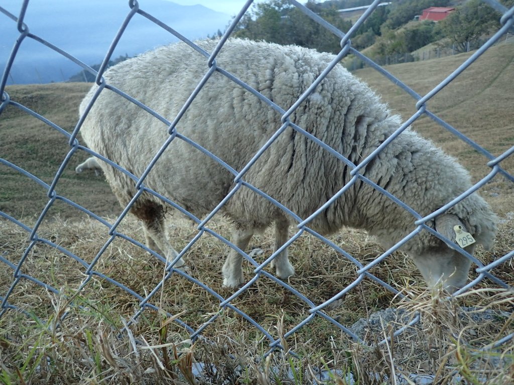 PC131907.JPG - 清境農場  牧野之美