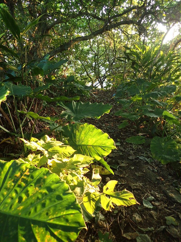 PC018083.JPG - 漫步  大直  文間山