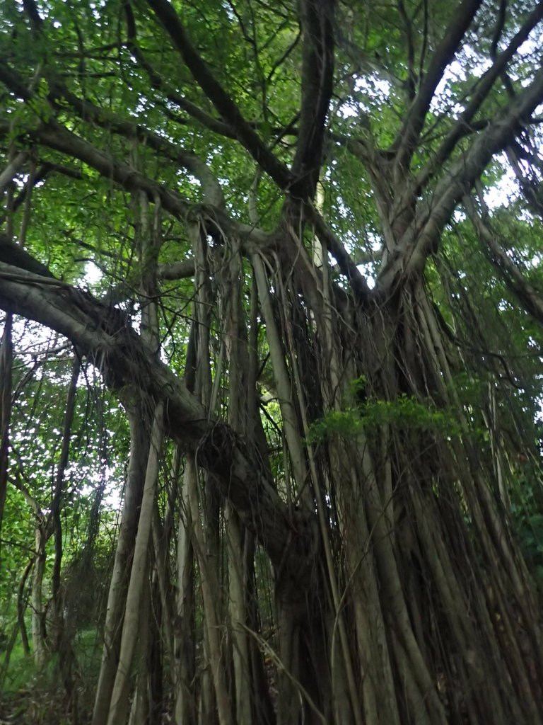 PC018118.JPG - 大直  正願禪寺