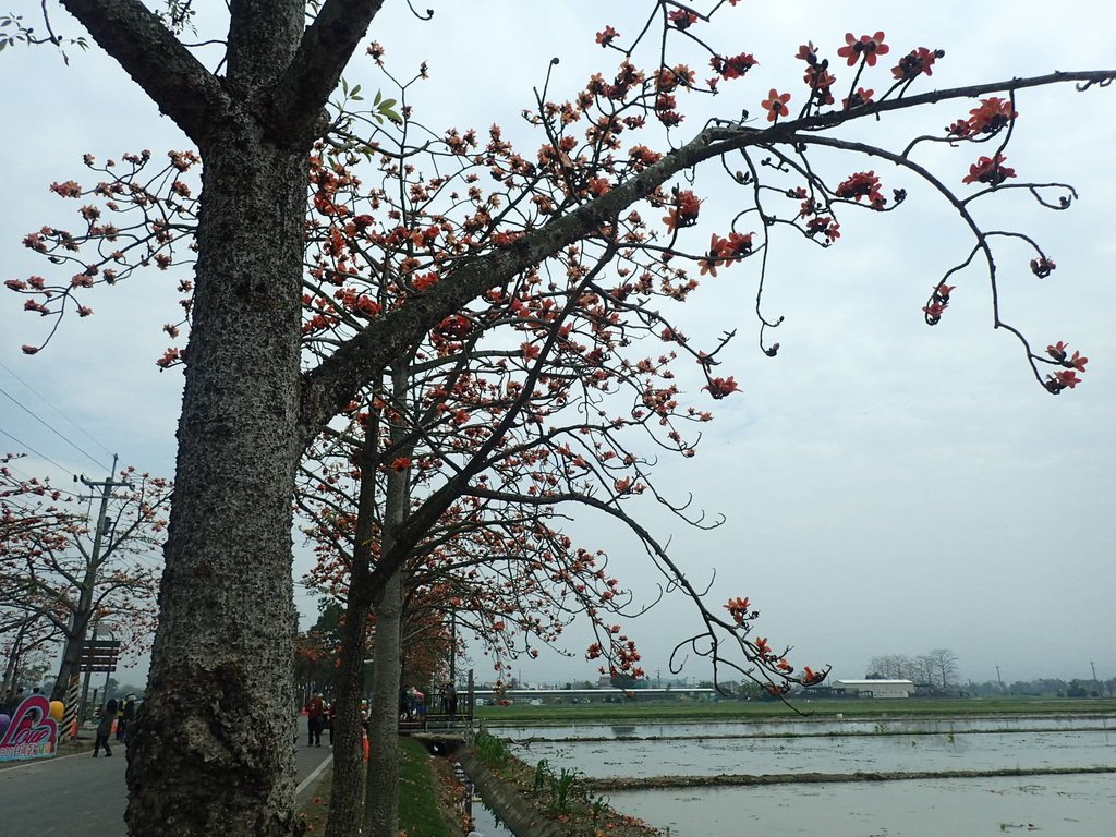 P3066619.JPG - 白河  林初埤  木棉花