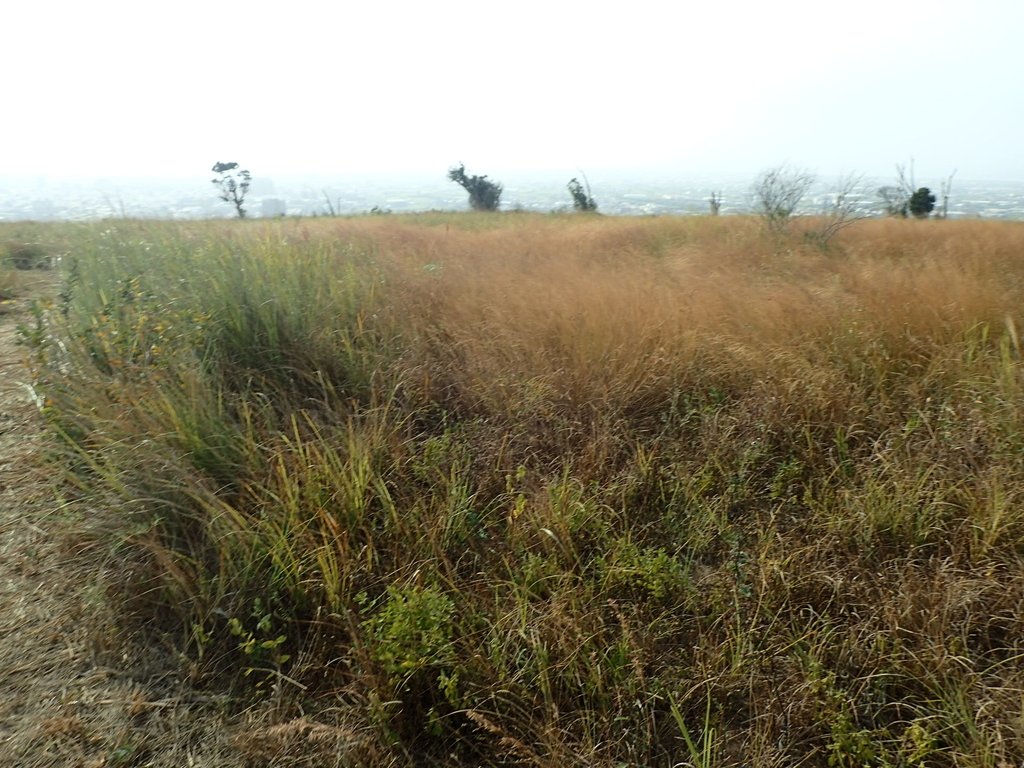 PA160955.JPG - 大甲  鐵砧山大草原