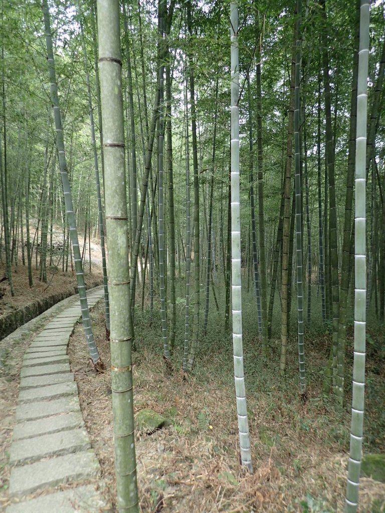 PA171281.JPG - 鹿谷  長源圳古道