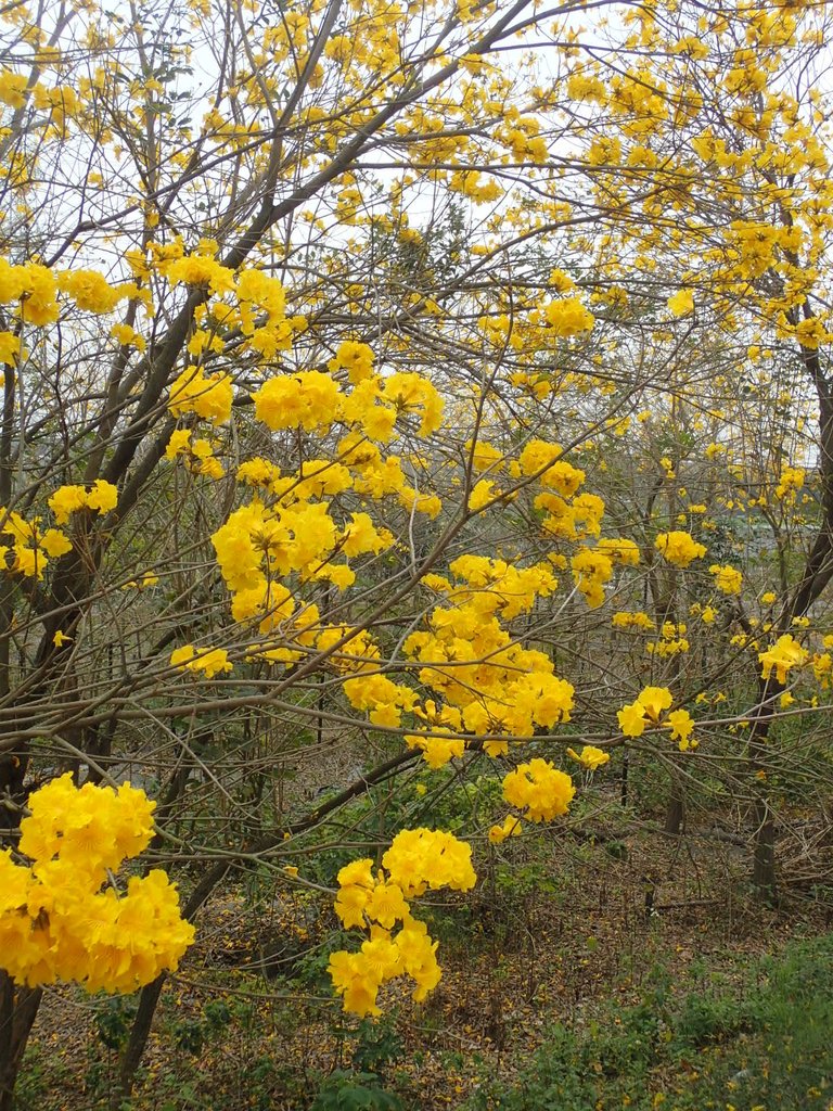 P3066559.JPG - 竹塘  田頭堤防  黃花風鈴木