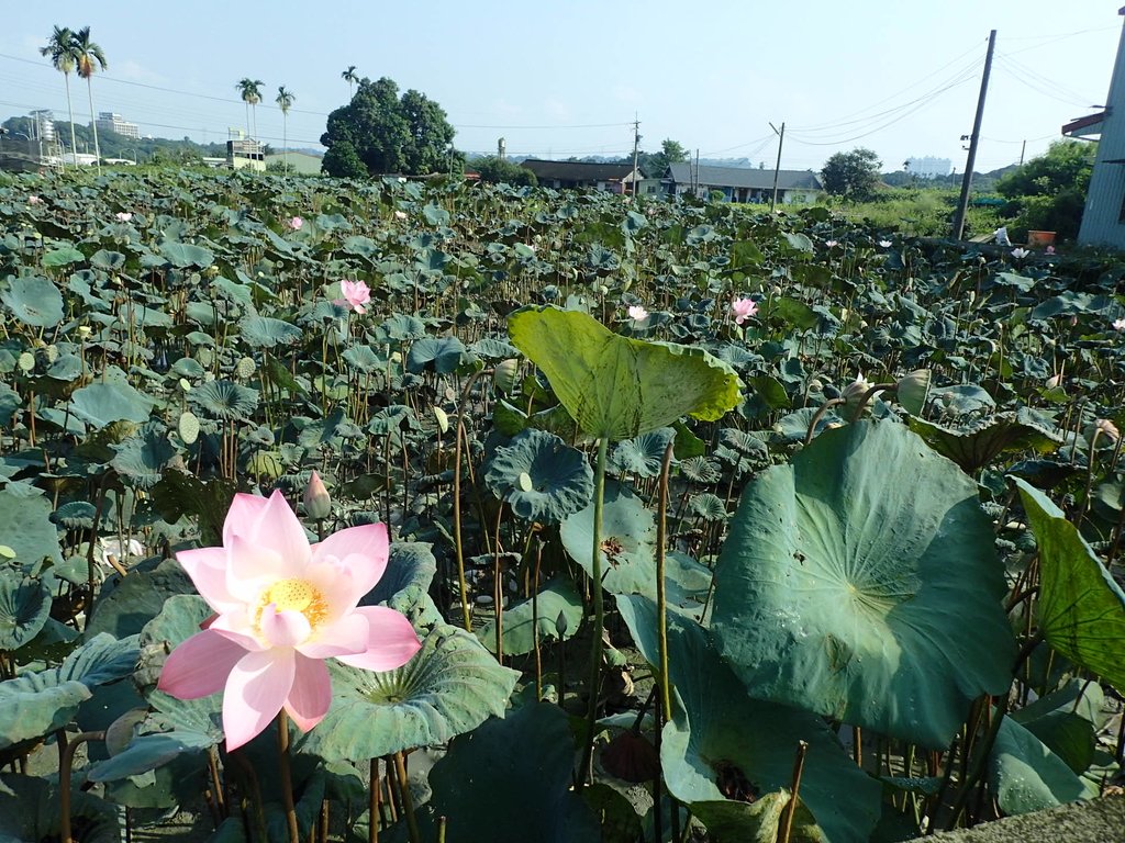 P8045035.JPG - 中埔  義仁村  蓮花池畔