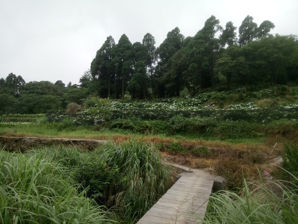 DSC_1461.JPG - 陽明山  高家繡球花園