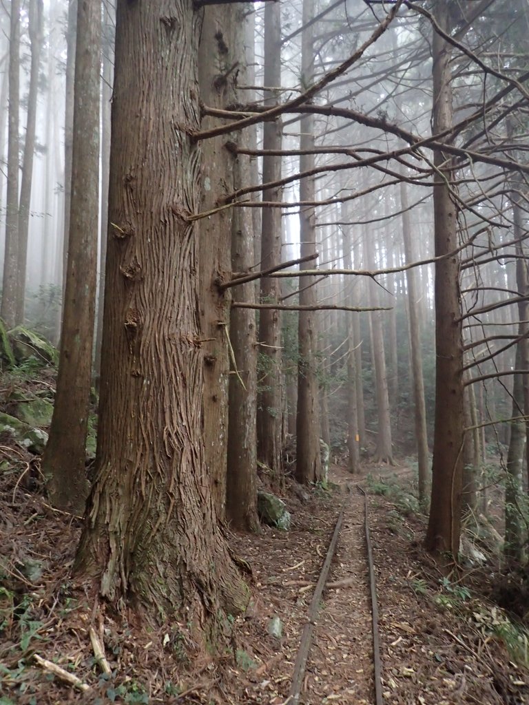 P2034987.JPG - 南庄  加里山  森林鐵道