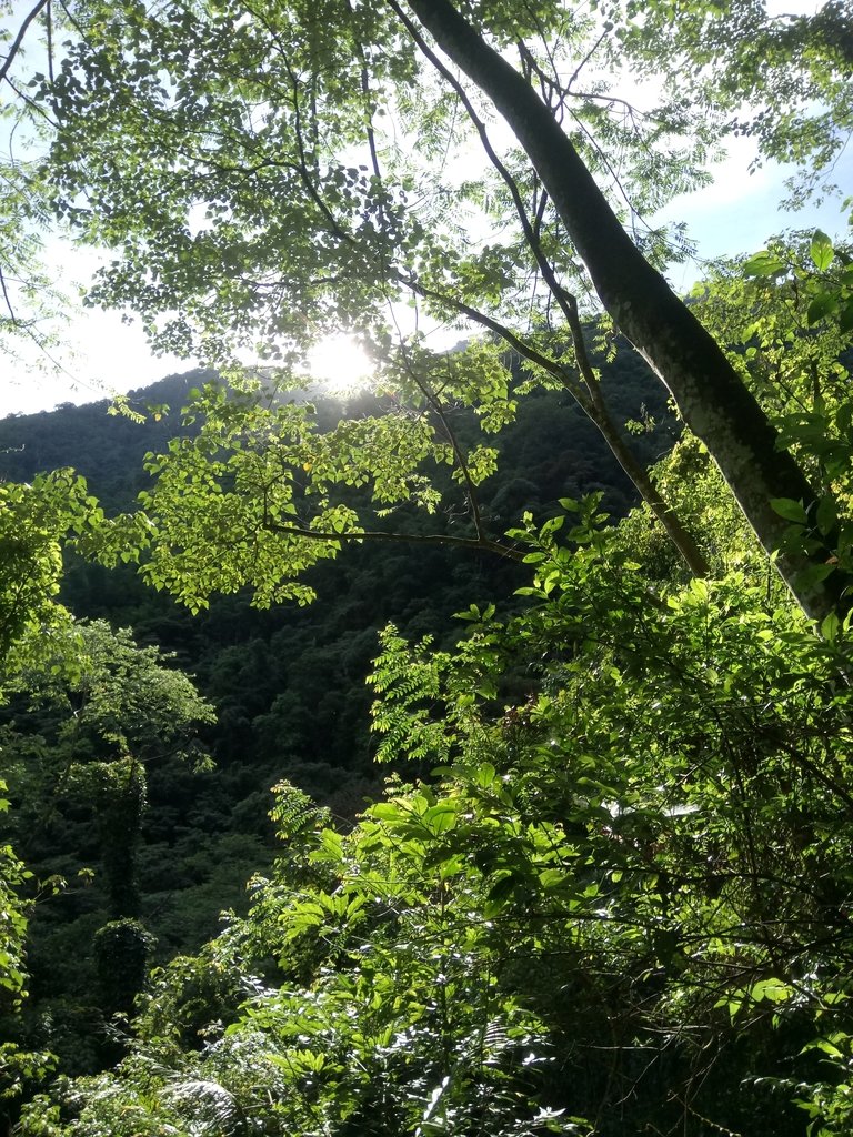 DSC_3742.JPG - 魚池  水社大山