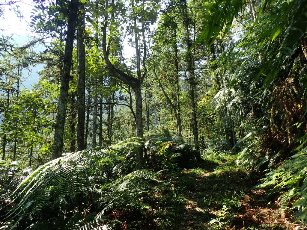 PA040348.JPG - 魚池  過坑山登山步道