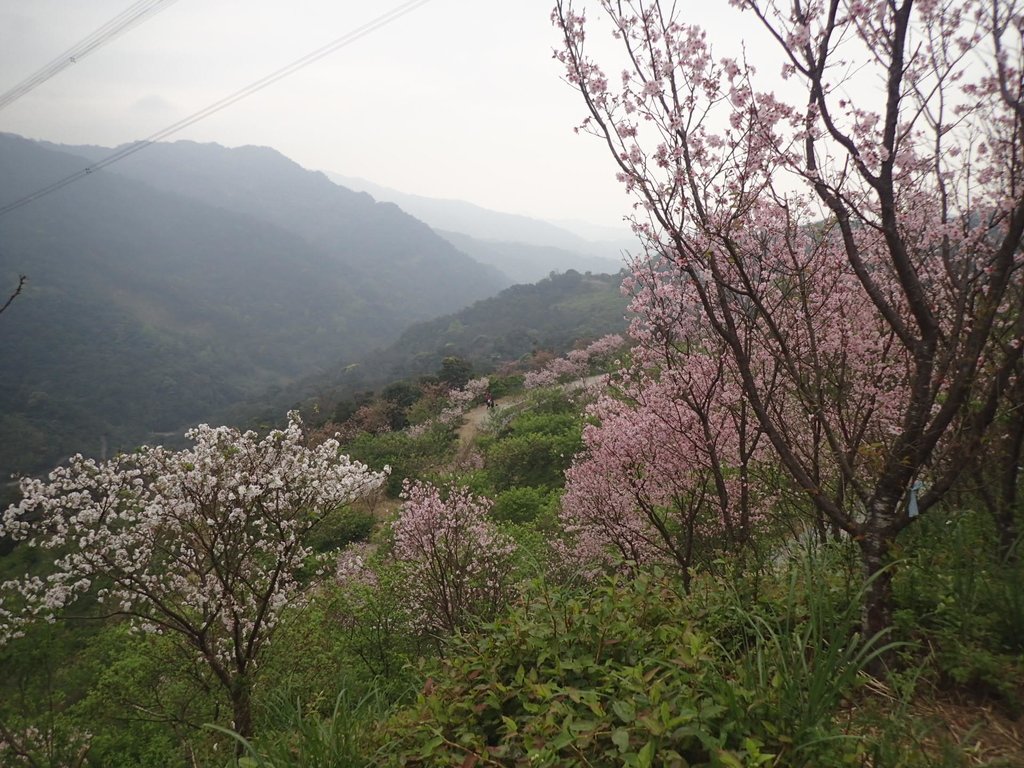 P2266685.JPG - 三峽  熊空  大熊櫻花林