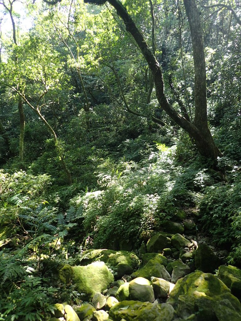 P7296092.JPG - 金山  竹子山古道  阿里磅瀑布