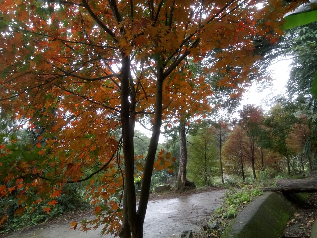 DSC_1764.JPG - 土城  承天寺  朝山步道