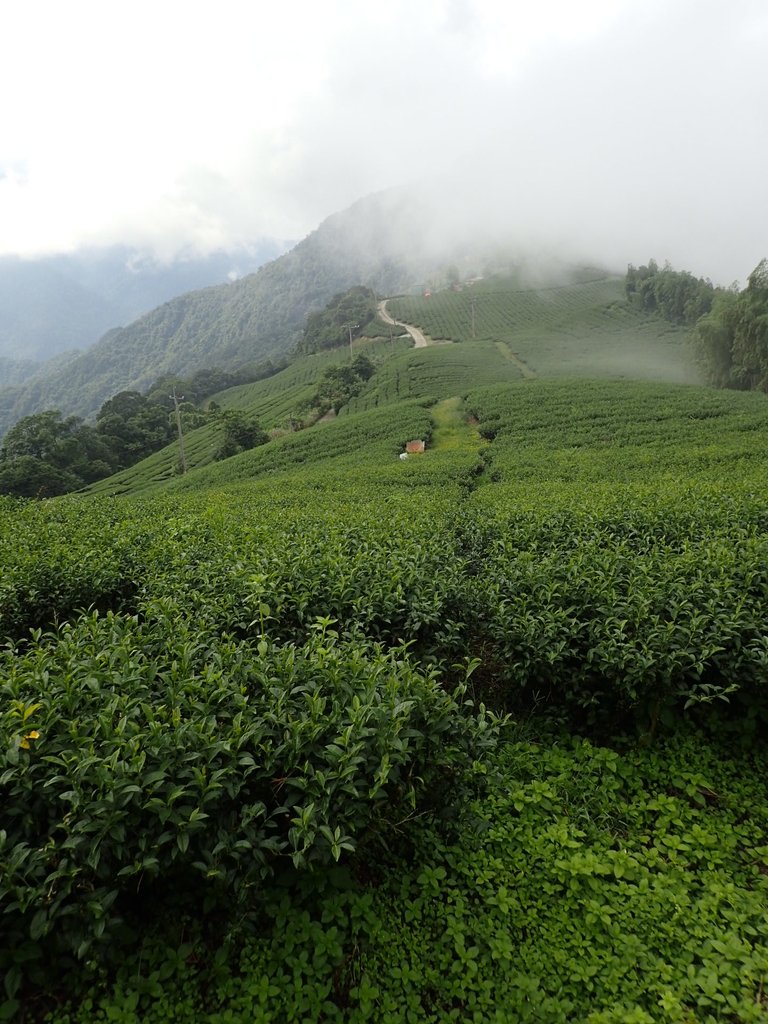 P8156560.JPG - 武界茶園  (01)