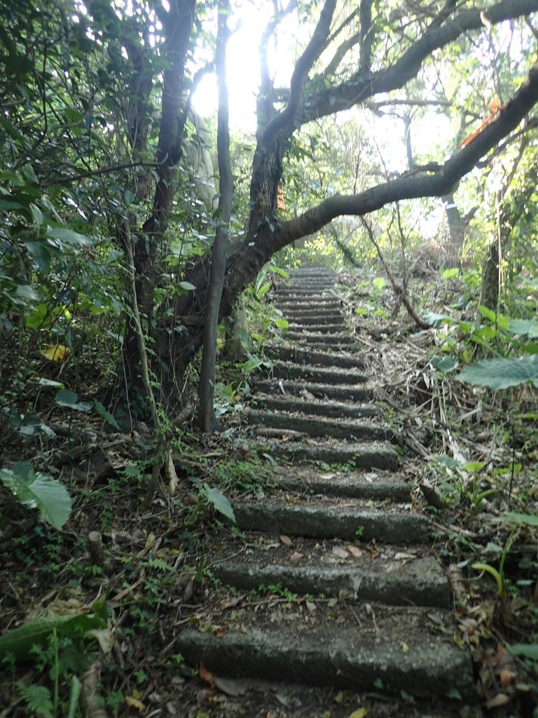 PB179522.JPG - 基隆  球子山(火號山)步道