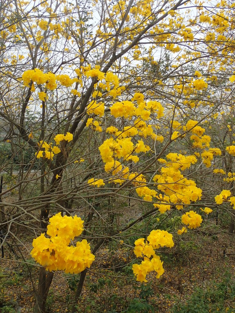 P3066560.JPG - 竹塘  田頭堤防  黃花風鈴木