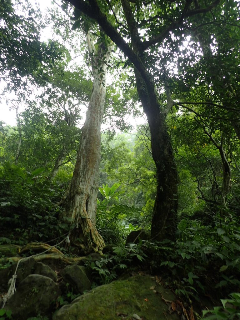 P9108392.JPG - 新竹  五指山登山步道